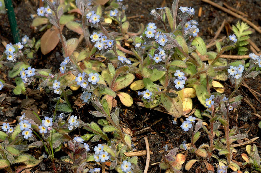 Myosotis incrassata ?